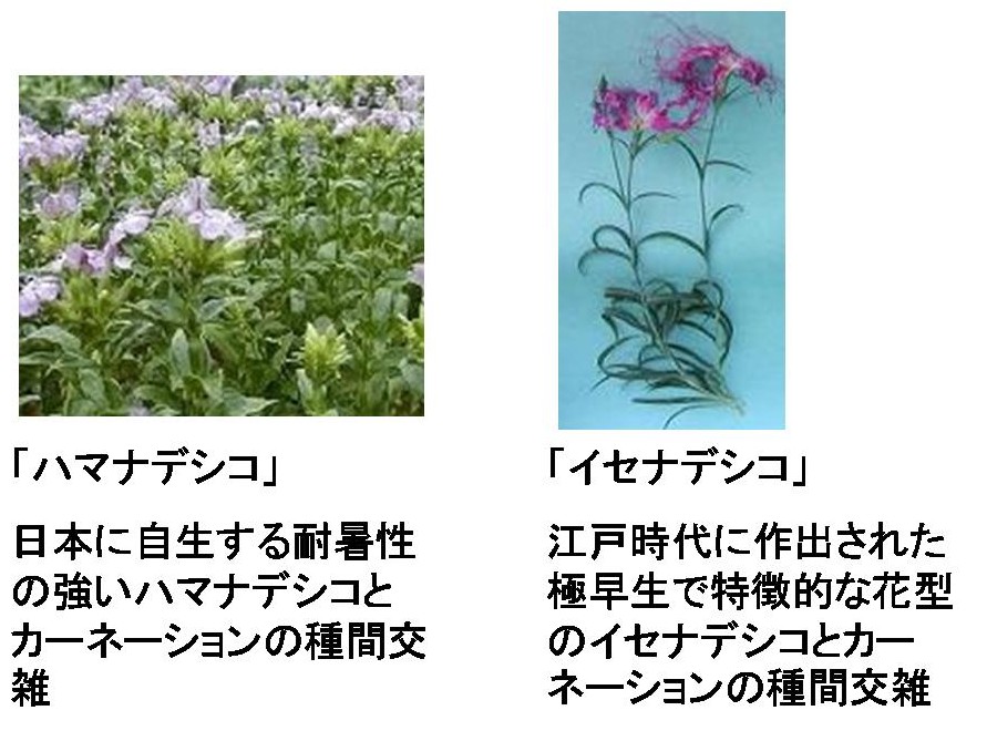 花きにおける新品種育成の取り組み/農業総合試験場 - 愛知県