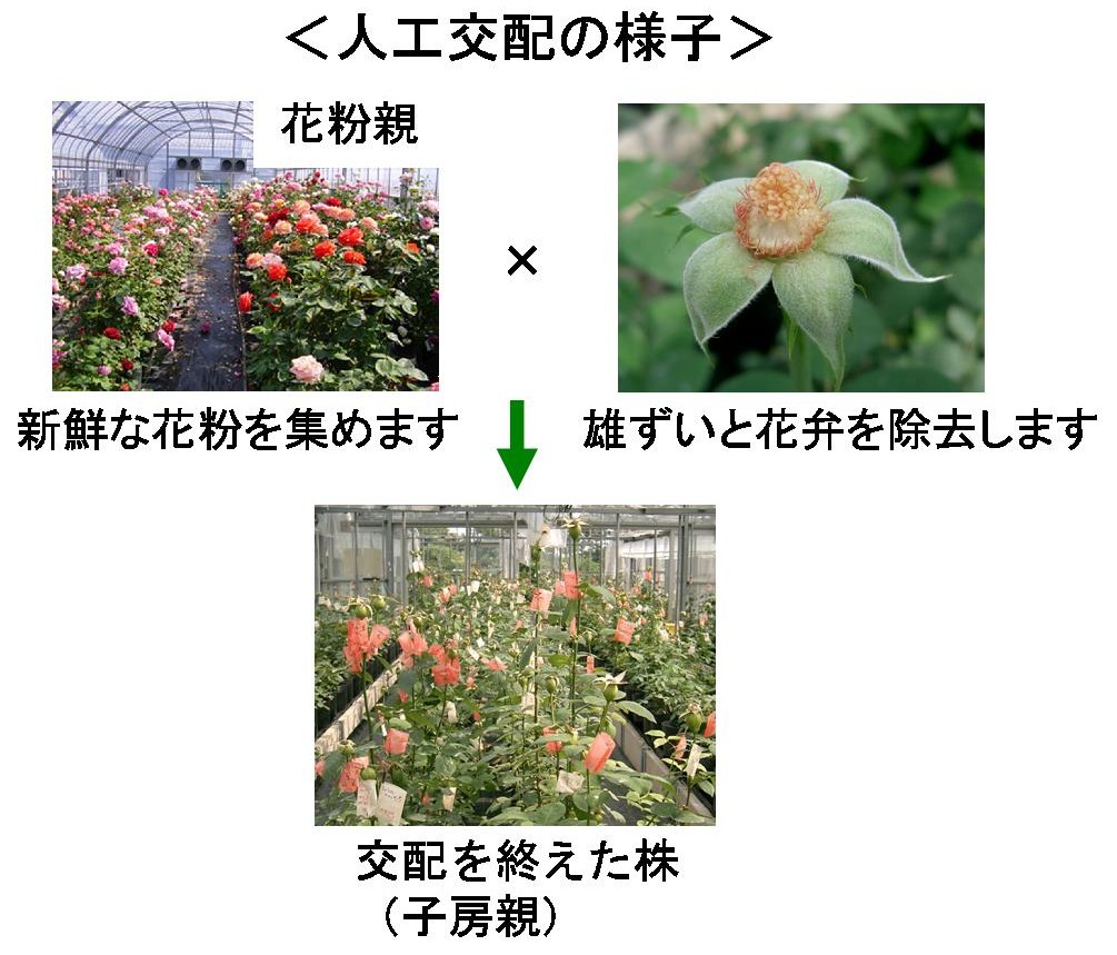 人工交配の様子