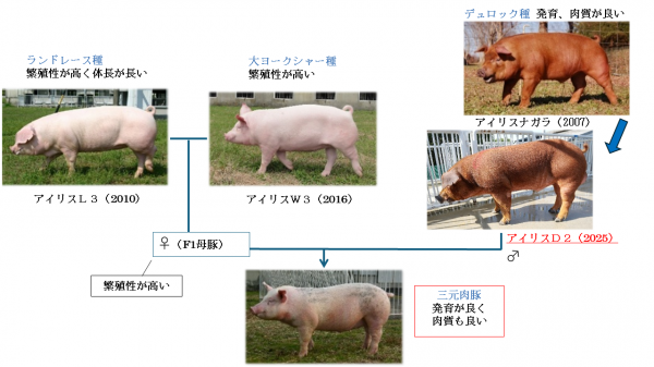 交配図