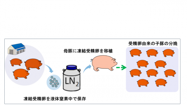 受精卵移植技術