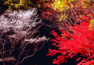 森林公園　もみじと桜