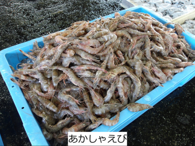 あかしゃえび
