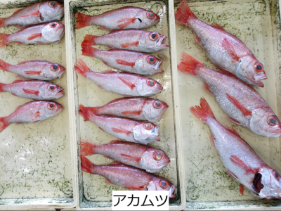 アカムツ