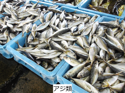 アジ類