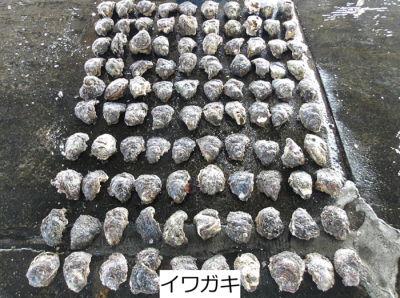 イワガキ