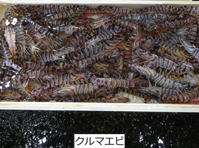 クルマエビ