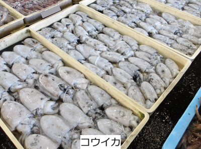 コウイカ