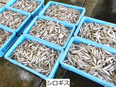 シロギス