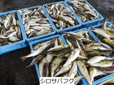 シロサバフグ