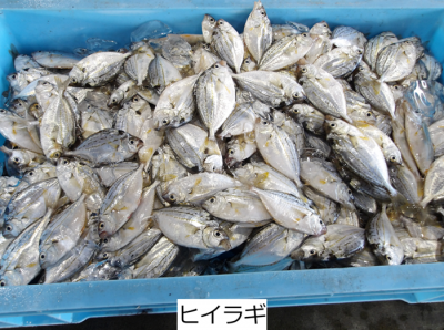 ヒイラギ