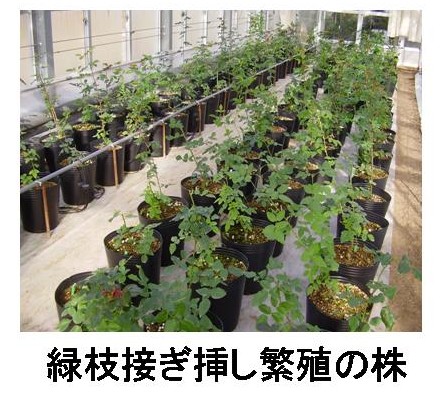 緑枝接ぎ挿し繁殖の株