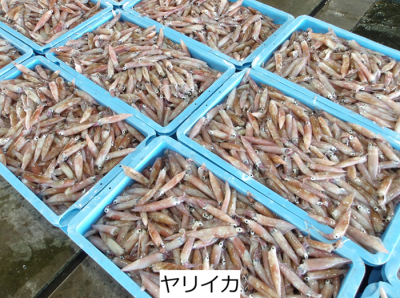 ヤリイカ