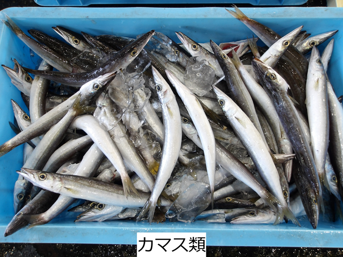 カマス類