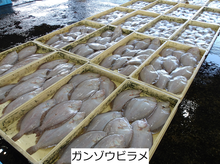 ガンゾウビラメ