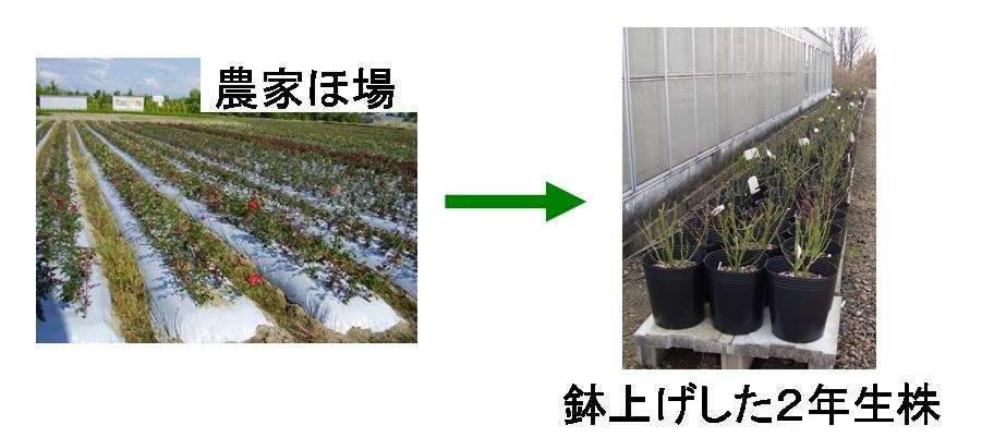 2年生地堀り苗の鉢上げの様子
