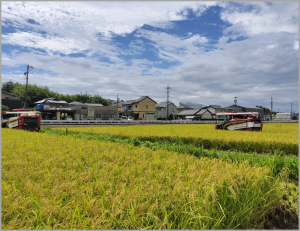 十分に実った稲を収穫するコンバイン