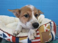 子犬