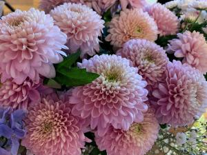 ディスバッドマム