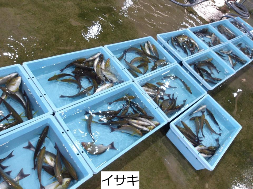 イサキ