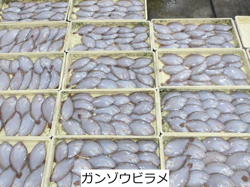 ガンゾウビラメ