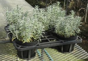 農林水産大臣賞受賞作品