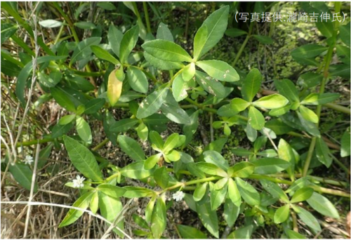 ナガエツルノゲイトウの全体の姿