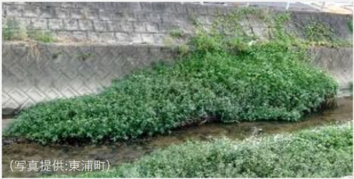 ナガエツルノゲイトウの河川群落