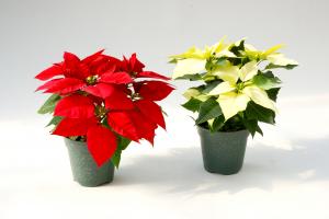ポインセチア