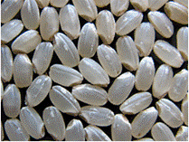 ブランド米「愛ひとつぶ」画像2