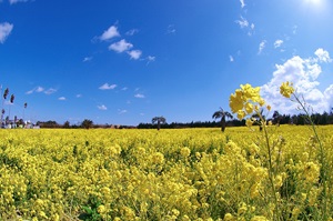 渥美半島に広がる一面の