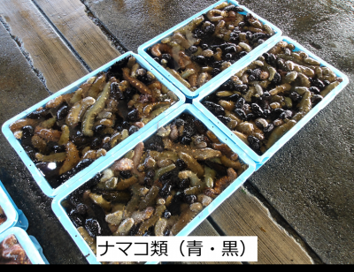 ナマコ類（青・黒）