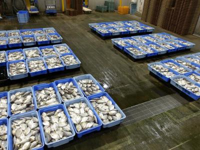 カイワリ（１）