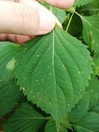 アザミウマ類食害痕