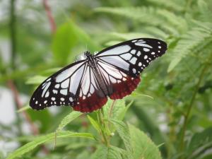 アサギマダラの写真