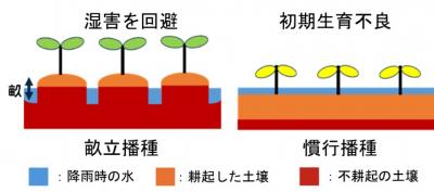 畝立てによる湿害回避のイメージ