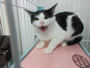 おかあにゃん２