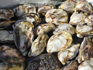 シングルシードカキ