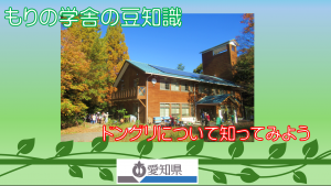 ドングリについて