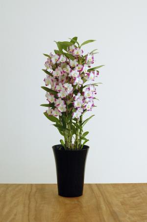 デンドロビウム