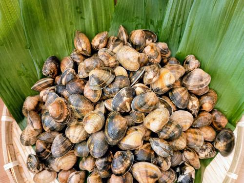 養殖アサリ 活