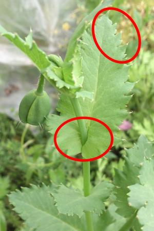 植えてはいけないけし