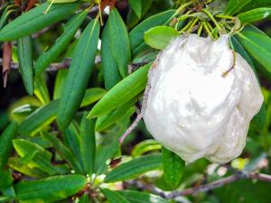 モリアオガエル