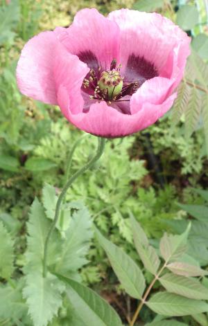 セティゲルム（アツミゲシ）