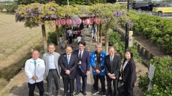 城藤園藤まつり