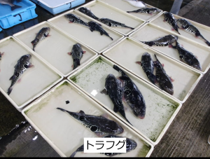 トラフグ