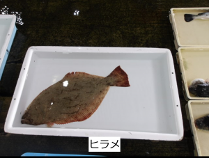 ヒラメ