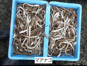マアナゴ