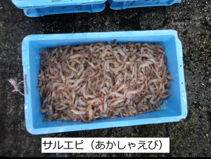サルエビ（あかしゃえび）