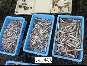 シロギス