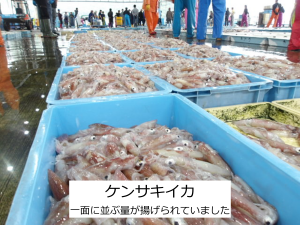 ケンサキイカ